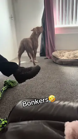 Sometimes I do worry🤣🤷‍♀️#funnydog #flyvsdog #xlbully #zeus #myboy #doglovers #xlbullynation #funnytiktok #dogsoftiktok 