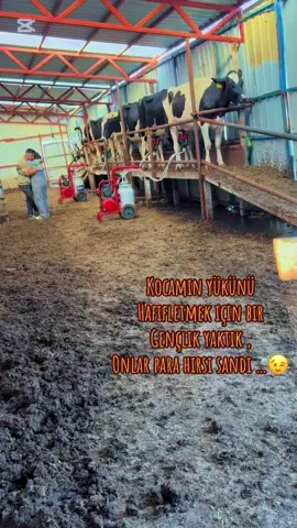 #ınek #jerse#sut #hayvancılık🐄🐂🐂🐄 @GİRGİN BESİ ÇİFTLİĞİ 