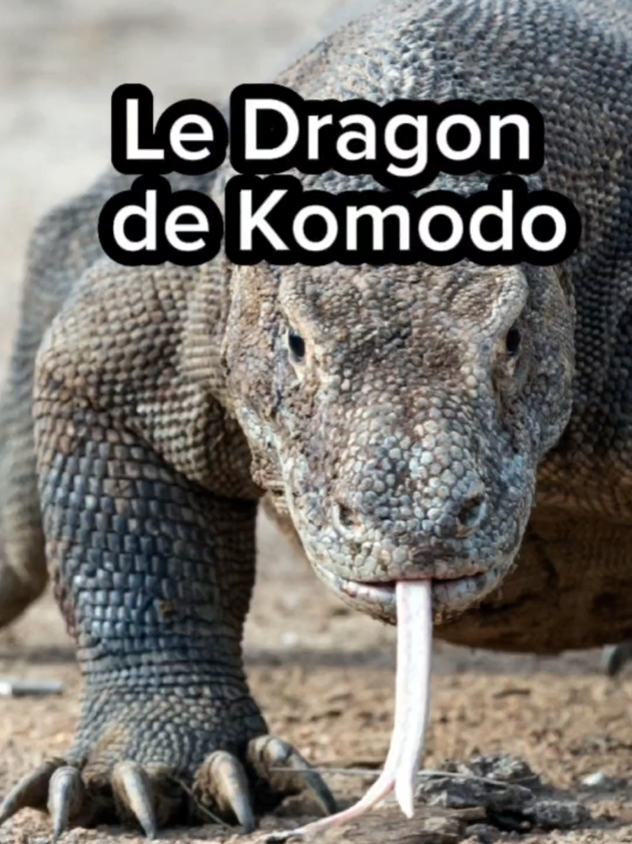 Plongez au cœur des îles indonésiennes pour découvrir le plus grand lézard du monde : le redoutable dragon de Komodo. Avec ses dents acérées, sa salive toxique et sa taille impressionnante pouvant atteindre 3 mètres, ce prédateur ancestral règne sans partage sur son territoire. Dans cette vidéo, vous apprendrez : ✅ Où vit le dragon de Komodo ✅ Ce qu’il mange (spoiler : il n’a peur de rien) ✅ Comment il chasse ses proies ✅ Et pourquoi il est aujourd’hui menacé d’extinction 🔍 Un voyage fascinant entre biologie, mythe et réalité. #natureinsolite #animauxfascinants #mondeanimal #culturenature #dragondekomodo #komodo #dragon 