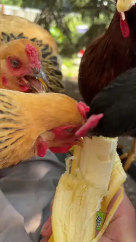 #waterloosparklingwater #backyardchickens #rhodeislandreds ##blackaustralorp #buffbrahma #raisingchickens #chickensoftiktok 
