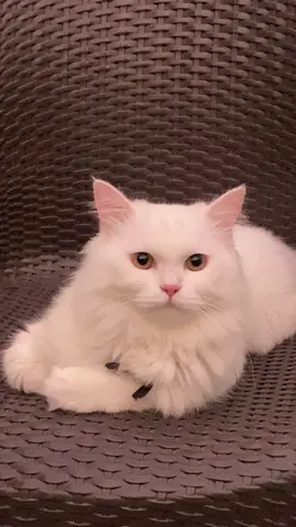 ❤️#foryou #catvideo #mashaallah #oreology 