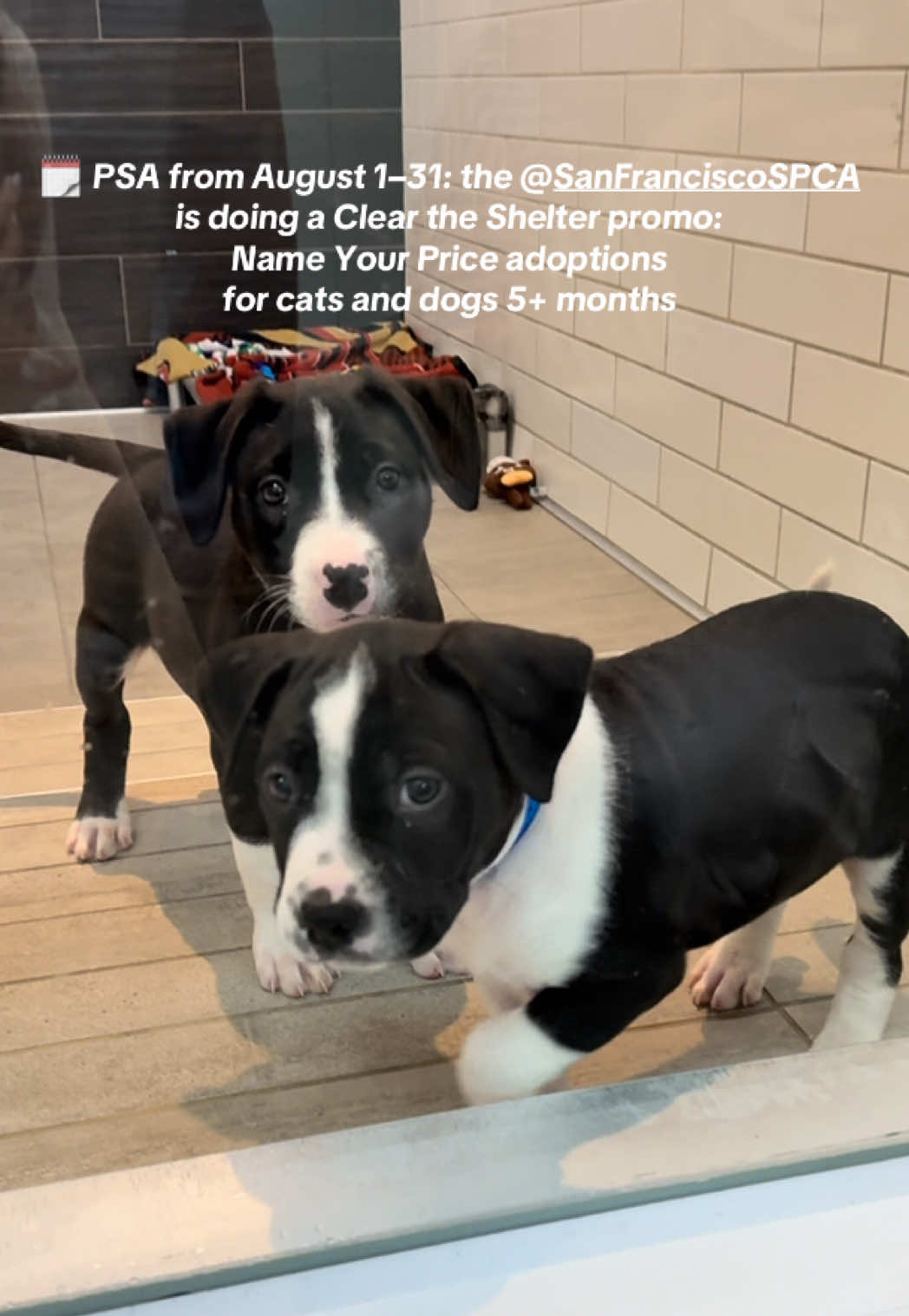 The @San Francisco SPCA is teaming up with NBC local + shelters across the country for @cleartheshelters, a national pet adoption celebration.  Promo during August: Choose how much to pay to adopt your new furry family member 🐾 #sfspca #adoptdontshop #cleartheshelters #petadoption #sfdogs #sfpets #sfcats #animalshelter #psa #sftok #sfbayarea 
