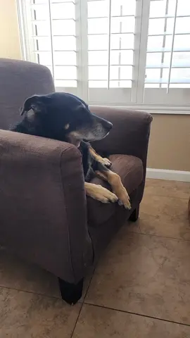 to cute to scary! #entertainment #foryoupage #dogsoftiktok #followformore 