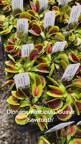 Dionaea muscipula 'Guava Sawtooth' in the video. we'll be in San Diego this weekend for the SDCPS show and sale at casa del Prado room 100 Balboa Park. if you are in the area, we'll love to see you there, happy growing 🌈 ☺️.  . . . #balboaparksandiego #balboapark #carnivorousplant #venusflytrap #plants #Love #SanDiego #carnivorousplants 
