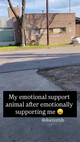 Poor guy, needs a therapist 🐕 