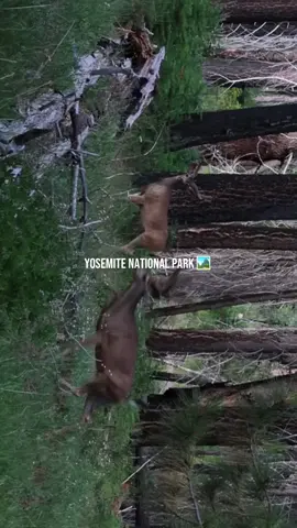 Visit Yosemite National Park! I took this video at Tamarack Flat Campgrounds. ⛺️ Remember: pack it in, pack it out. Leave no trace.  #july #yosemite #packitinpackitout #yosemitenationalpark #tamarackcampground #fyp