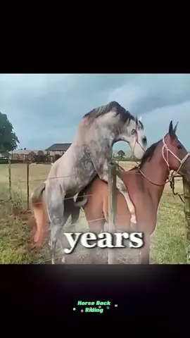 Overcoming Fear and Gaining Confidence: My Horse Riding Journey 🐎✨ #HorseRidingJourney #LearningToCanter #EquestrianLife #ConfidenceOnHorseback #RidingWithHeart #HorseLove #BeginnerRider #NeverGiveUp #RidingProgress #ButtonTheHorse