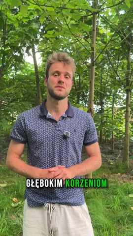 🌳 Chcesz poprawić strukturę swojej gleby? Postaw na paulownię! Drzewa tlenowe paulowni to nie tylko szybki wzrost i piękny wygląd – to także naturalni „pomocnicy” w regeneracji gleby. 💪 👉 Ich silny, głęboki system korzeniowy: 🔹 spulchnia i rozluźnia ziemię, 🔹 poprawia przepuszczalność wody i powietrza, 🔹 zapobiega erozji, 🔹 a także wspomaga mikroorganizmy odpowiedzialne za zdrową glebę. Efekt? 🌱 Lepsze warunki dla innych roślin, zdrowsze plony i odnowiona ziemia – bez chemii i ciężkiego sprzętu! 💚 Paulownia to idealne rozwiązanie dla rolników, sadowników, leśników, ale też wszystkich, którzy chcą przywrócić życie swoim glebom. 📞 Zadzwoń do nas, a doradzimy Ci, jak zacząć przygodę z paulownią! 📍 Polskie Paulownie Ornontowice, woj. śląskie 📞 Tel. 603 554 885 🌐 www.polskiepaulownie.pl #polskiepaulownie #gleba #strukturagleby #ekologia #regeneracjaziemi #sadzonkipaulowni #drzewatlenowe #rolnictwo #reklutacja