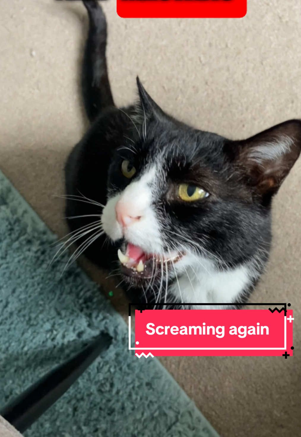 Watch until the very end, just when I thought I'd nailed it he started again 🤣 We go through this whole routine at least twice a week. Thankfully today, I wasn't in a meeting. That can be awkward 🙄 #meow #catsoftiktok #catmom #catmomlife #kittiesoftiktok #tuxcat #tuxedocat 