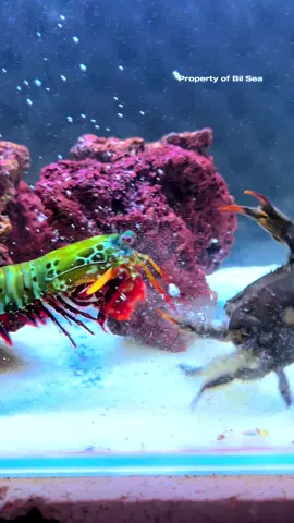 Mantis Shrimp Punch (slowmotion) #mantisshrimp #udangmantis 