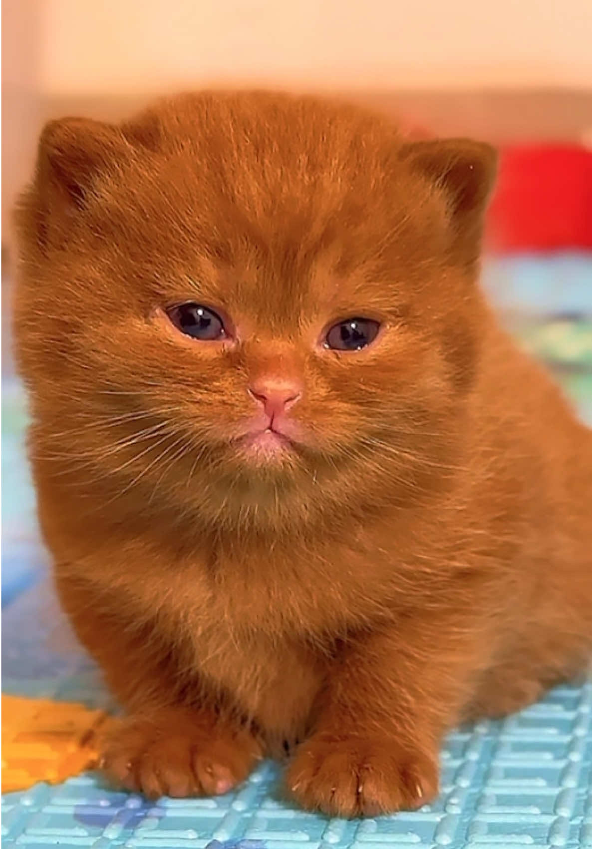 Beruang cantik carier odd&blue eyes cari mami papi🐻🤎 #kucingbritishshorthair #kucinglucu #robloxjj 
