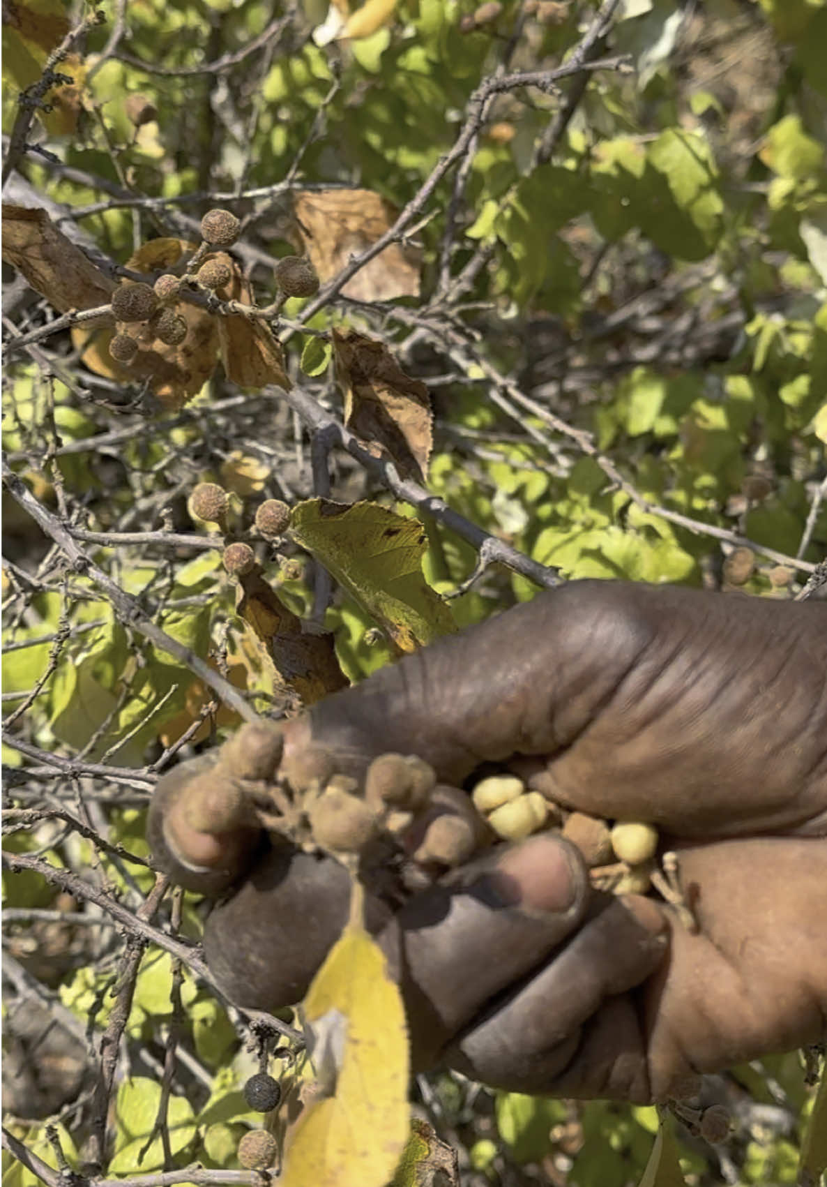 How bushmen survival by eating berries as food#fyp #foryoupage #fypシ #viral #viralvideo #capcut #tiktok 