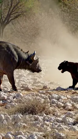 Does a Black Panther Stand a Chance Against a Buffalo? A black panther may be stealthy, fast, and deadly—but against a full-grown buffalo, the odds are stacked. Buffaloes are massive, aggressive, and surprisingly quick. One wrong move, and those horns can be fatal. The panther’s best weapon is surprise—striking from the shadows and retreating just as fast. In a head-on fight, the buffalo dominates. But in a calculated ambush? The panther just might get the upper hand… if it’s smart, and quick enough.  #wildlife #wild #animals #fyp #keşfet 