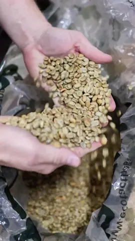 ☕ August is Coffee Month, and we're taking you back to the roots — literally. Andrew walks us through the journey of coffee, starting at the source: the coffee tree 🌱 From seed to sip, every cup tells a story — and it all begins here. What part of the coffee journey are you most curious about? 👇 #katzcoffee #coffeeart #houstontx #coffeelovers #coffeetime #coffeeroasters #houstoncoffee