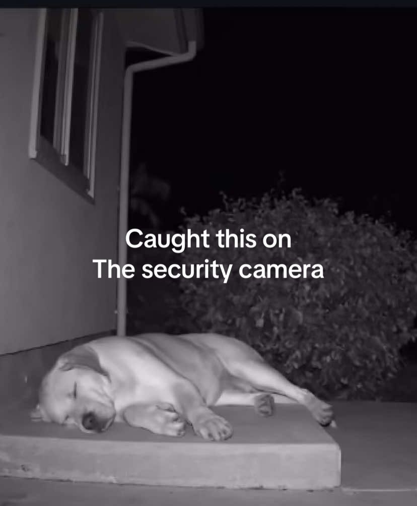 Animal Control was called immediately #animal #danger #lion #fypシ #viralvideo #fypシ 
