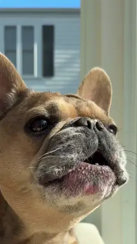 Funny French bulldogs #frenchiesoftiktok #lovefrenchies #bulldogsoftiktok #frenchbulldog #frenchie #funnytiktok #viralvideos 