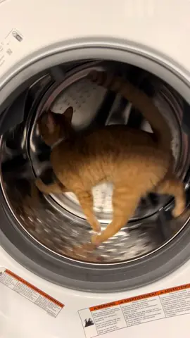 #cat #mac #laundry #laundrytok #laundryhack #macattack #catsoftiktok #cats #funnycatfriday #evilcat #evilkitty #kitty #kittycatsoftiktok #kittycats #kittys #kittytok #maccat #madcat #Running #run #walkingmycat #stupid #stupidcat #stupidkitty #crazy 