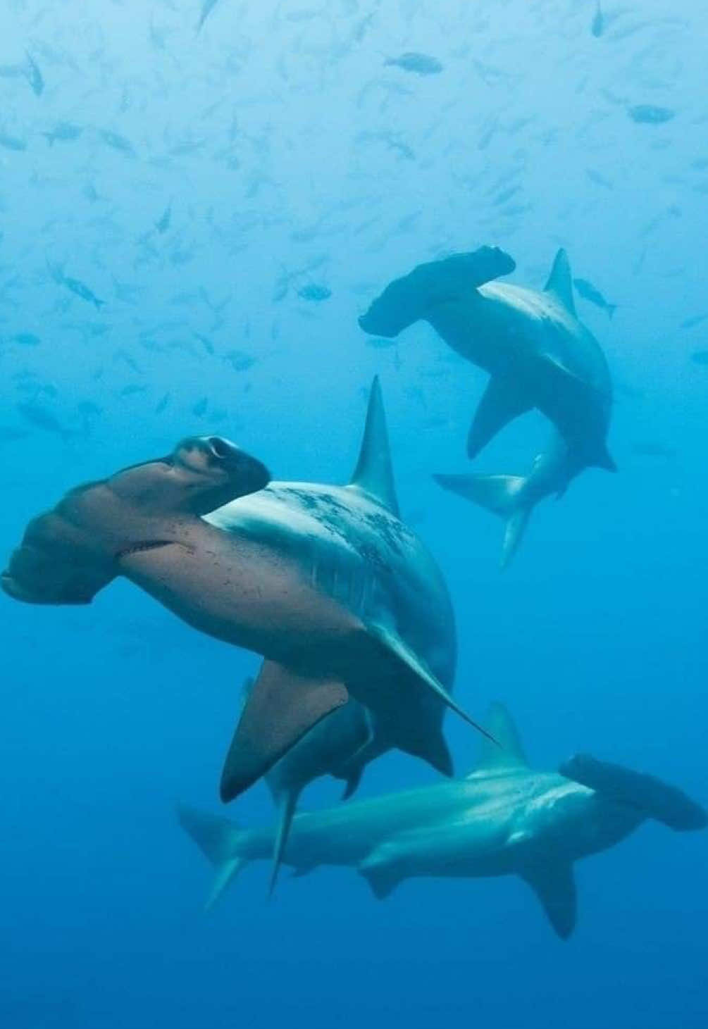 what can I say // 🦈🫧 // #shark #sharks #relatable #fyp #foryoupagee  