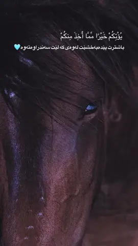 #خيل_وخياله🐎 #islamic_video #acc #fyp #masif #horse 