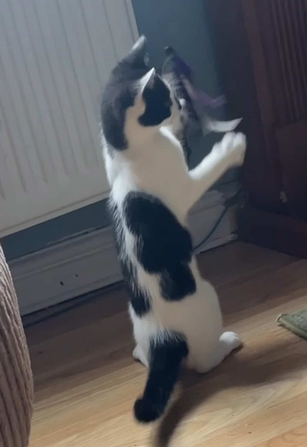 8 clips for 8 weeks since we brought Mila home 😻🐾  #cats #kitten #kittensoftiktok #catlife #indoorcat #mila #gizmonalamila 
