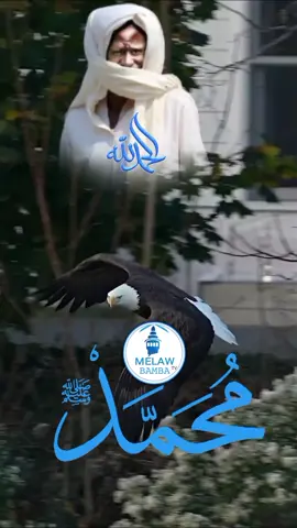#melaw_bamba #fyp #video #viral #borom_touba_rek #foryoupage #danouy_dem_touba sñ ouseuynou gueye