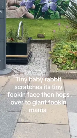 obsessed w the cottontails in my hometown >.< #bunny #rabbits #bunnytok #rabbitsoftiktok 