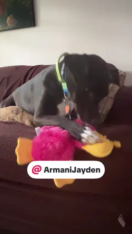 #novababy💕 #fypシ #adoptdontshop #Love @ArmaniJayden #friend #birthday #_hippiehellion🖤 