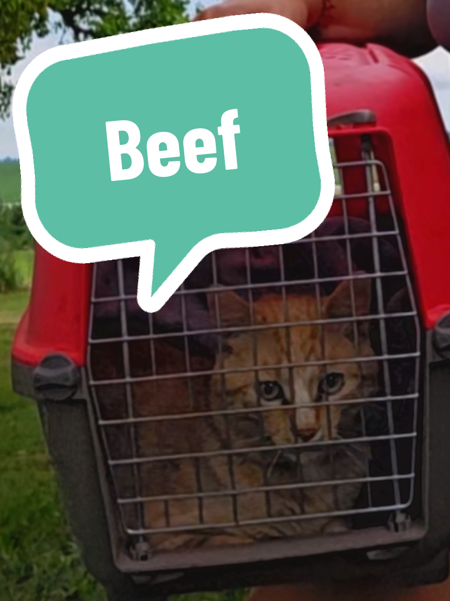 Farmcat Beeffest 2025 officially coming to a wrap. #tnr #cats #beef #feral #soup #souptok #emo 