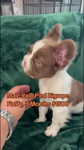 #frenchbulldog #frenchi #frenchie #frenchiesoftiktok #dog #dogtiktok #frenchiforsale #frenchiepuppy #miami #fyp #foryourpage #exoticbulldogs #frenchiesociety #frenchiesofinstagram 