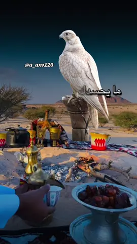 #أكسبلور_شعر_حكم_خواطر 