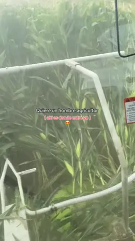 Ahí que resaltar con la preciosa 😍#agriculture #farming #maiz #forraje