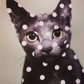 i love polka dots 
