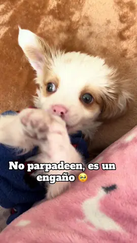 🫰🏼✨ ya tiene 2 años 💖 #viral #parati #hijosperrunos #rayo #ypfッ♡♡ 
