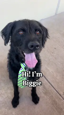 Biggie and Faith are bestfriends looking for forever home ❤️  	 #dog #doggo #dogsoftiktok #fyp #foryou#shelterdog #animalshelter #shelter #rescue #adoptme #animal #texas #dfw #rescueismyfavoritebreed #adoptdontshop #shelterpet