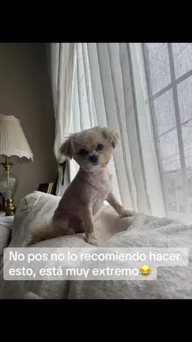 Ques esoo?! 😂🫶🏻 #perros #perrostiktokers #perrostiktok 
