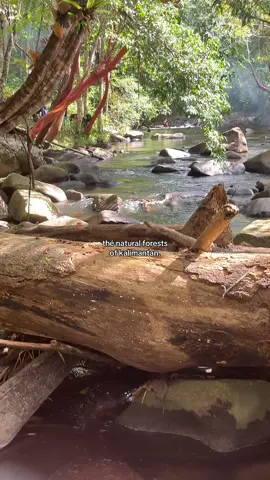 rivulet. 🌱🏞️ #4u #borneo #rivulet #fypindonesia #kalbar #promoseruweekend #viral 
