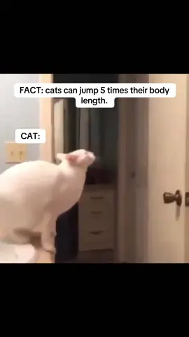 #catsoftiktok #catfacts #cattok #cat #cats #fyp #purrfectlyfine #funnycats #catslovers 