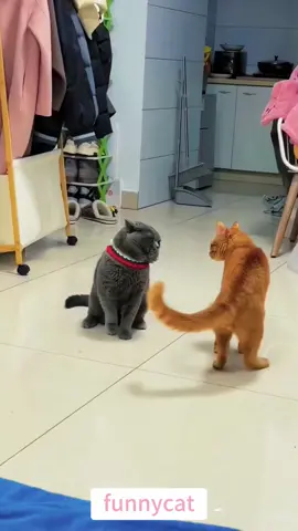 so funny!!!#cats #cutecats #foryou #funnytiktok #funnyvideos #usa #funnyanimals #fypシ #cute #funnycat #catlover #funnypets #viral #funny