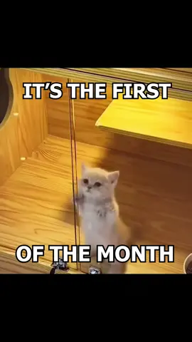 🗣️ 🗣️ FIRST OF THE MONTH 🔥 🔥 #playboicarti #sky #firstofthemonth #1stofthemonth #august #catsofttiktok #catedit #catcore #cats 
