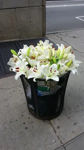 flowers bloom even in the chaos of the city, discarded but not fully forgotten #florals #city #nyc #aesthetic 