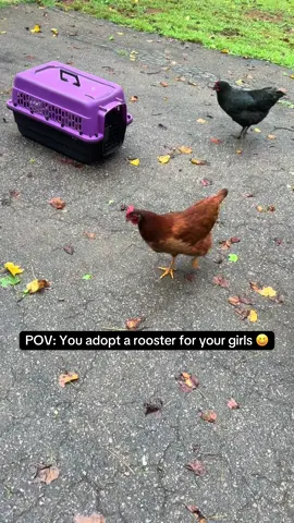 We adopted a new Rooster for our hens. He’s clearly a spunky lil guy 😆🫠😂  Give us all the name suggestions!   #rooster #farmlife #farm #homestead #chickens #ducks #northcarolina #funny #lol #homereno #foryou @Life_with_Leah28 