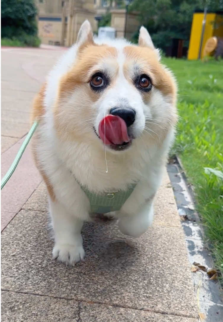 #dog #corgi #cute #mypet 