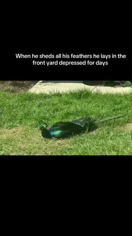 Poor Kevin #fyp #peacock #feathers #sad #depressed #shedding 