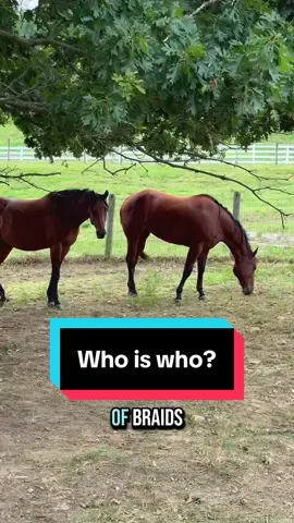 Can you tell who is who!?!🐴 #maresoftiktok #baymare #bayhorse 