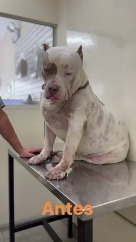 El American Bully es una raza que sufre mucho de alergias. Estamos en Lima Perú. Para Consulta Online escríbenos al +51 934602664.