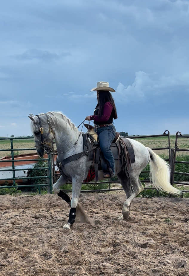 Ah que buena vida ❤️‍🩹 #caballos #horse #viral #caballosbailadores #usa🇺🇸 #rancho #caballosaltaescuela #feriadelcaballo 