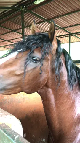 🤠 #uribe #caballo #agropecuaria 