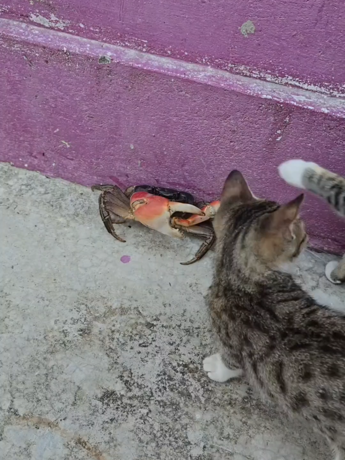 Gato curioso🤣🤣🤣 #cat #gatos #gato #crab #carangueijo #funny #humor #engraçado 