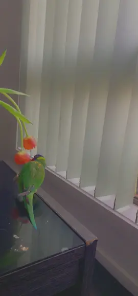 #lorikeet #creatorsearchinsights #lorikeettiktok #fy #virallorikeet 