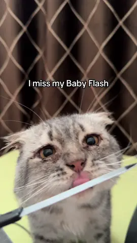 The vets said on the phone today that Flash might not get the surgery today because €1,200 isn’t enough. Please click the link in my bio and donate if you can. Watch the video until the end and share it with all your family and friends to help Flash.💕 #helpanimals #fyp #foryou #goviral #viral 